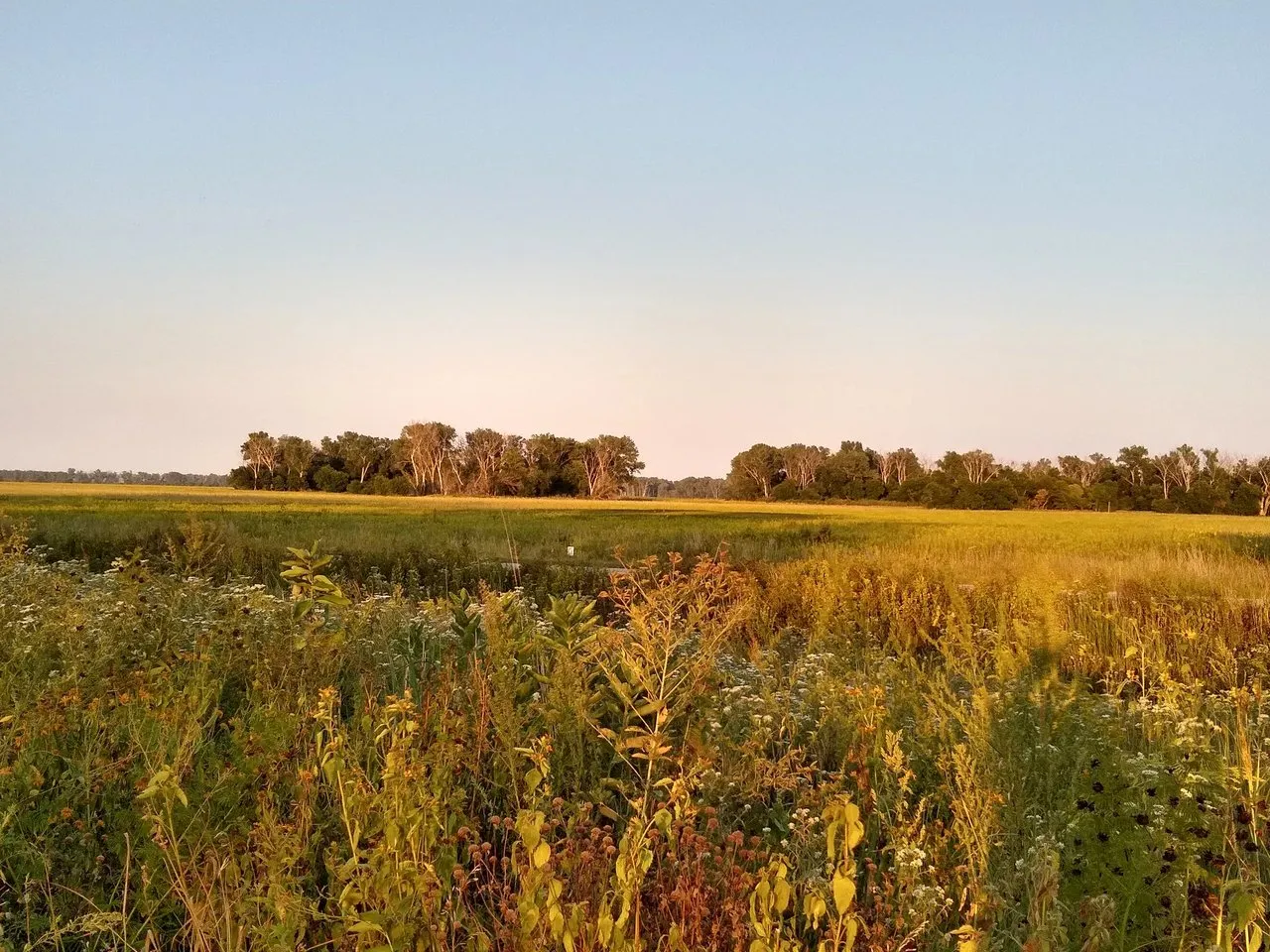 Wildflower meadow and tall grasses with a distant tree line in warm evening light.